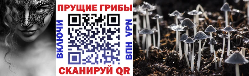Псилоцибиновые грибы Psilocybine cubensis  Выборг 