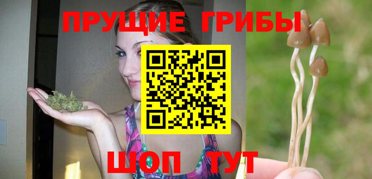 сколько стоит  Выборг  Галлюциногенные грибы Psilocybine cubensis 